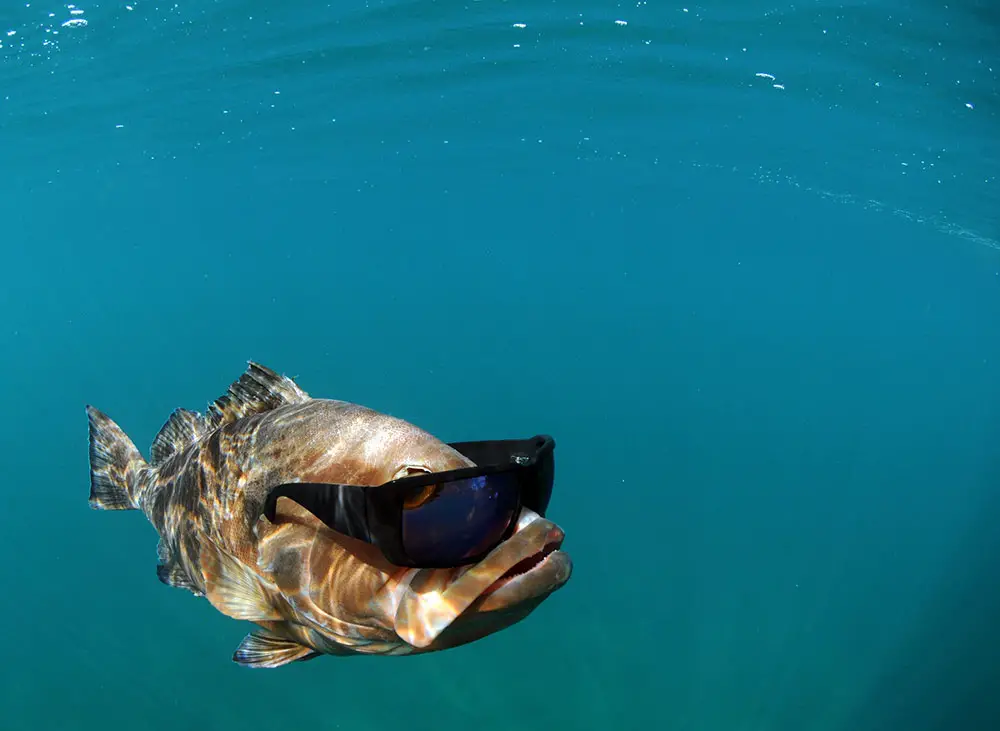 funny fish name fish wearing sunglasses