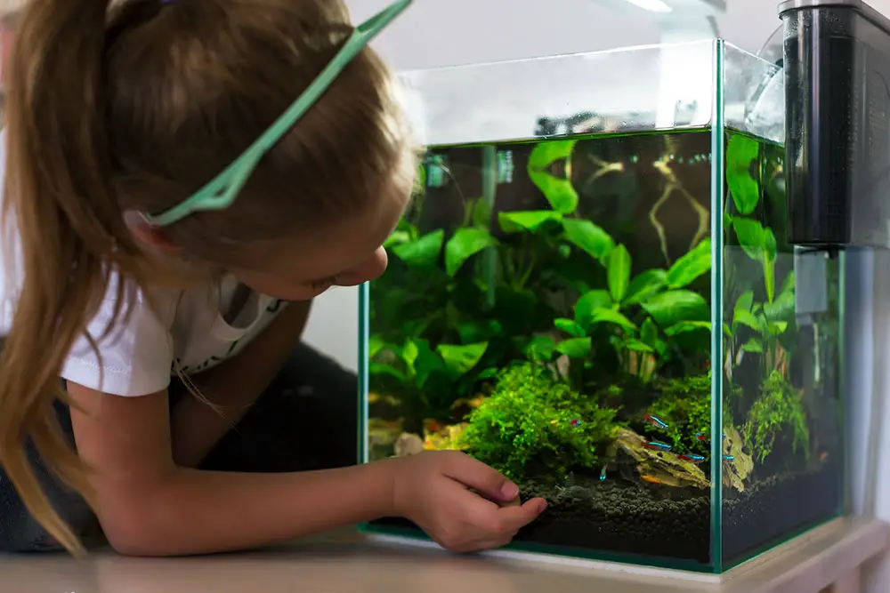 The 6 Best Nano Aquariums Reviews Of The Top Small Fish Tanks