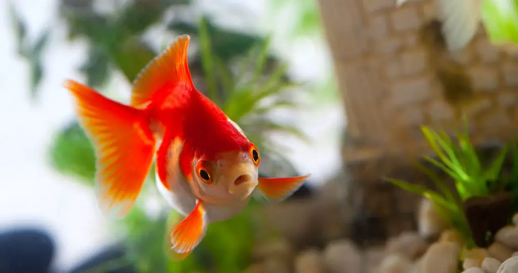 goldfish feeding