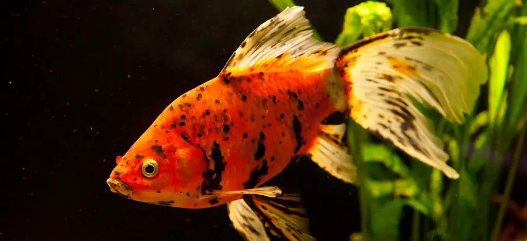 goldfish freshwater fish