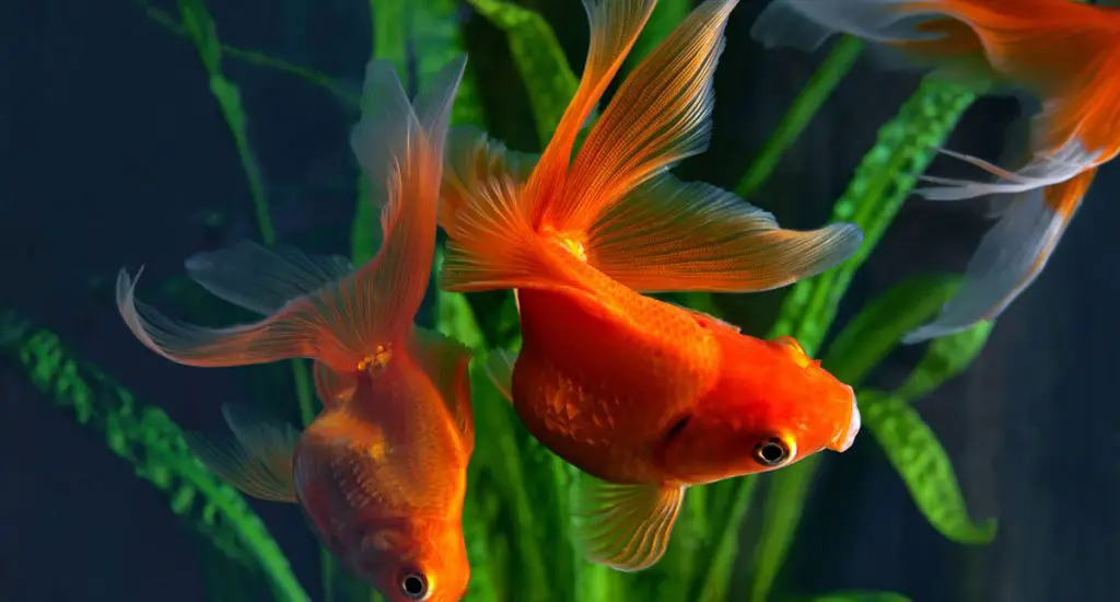 goldfish in aquarium with plants in the background