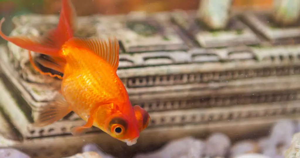 goldfish in tank