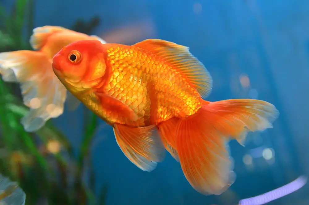 goldfish orange fish names
