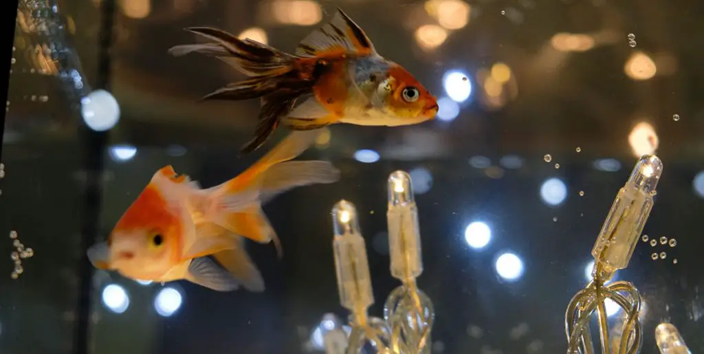 goldfish swimming around aquarium led lighting