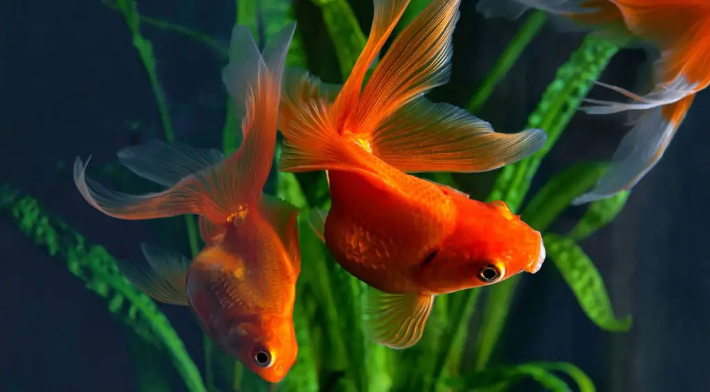 goldfish swimming in a tank by plants