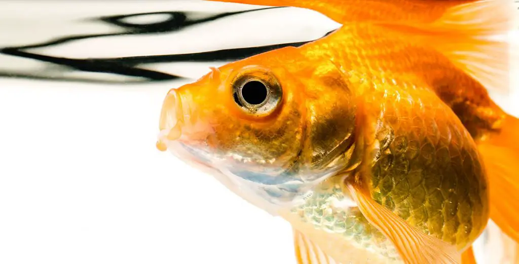 goldfish with open mouth best aquarium chiller