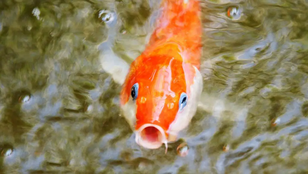 What Do Goldfish Eat? Complete Guide to Feeding Your Pet Goldfish