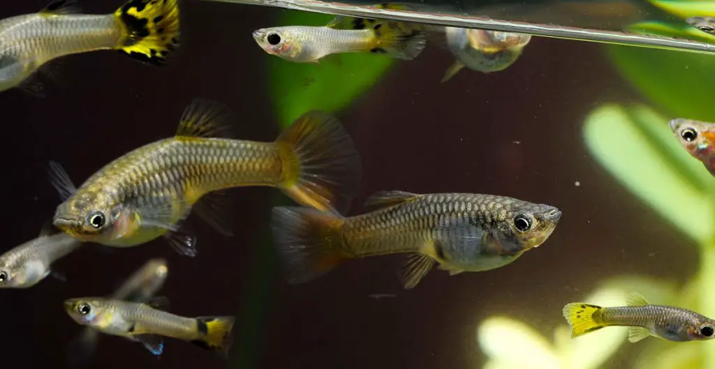 Betta Tank Mates A Complete Guide for Choosing Good Betta Tank Mates