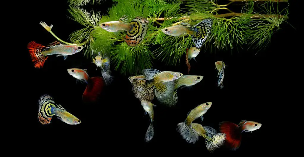 guppies freshwater fish