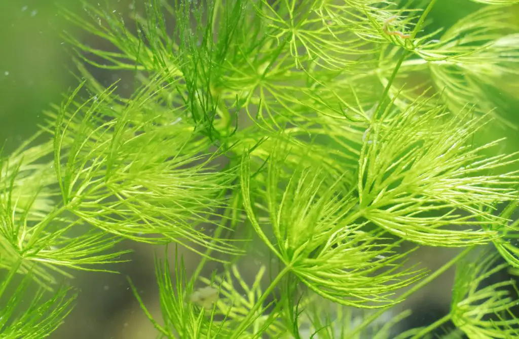 hornwort