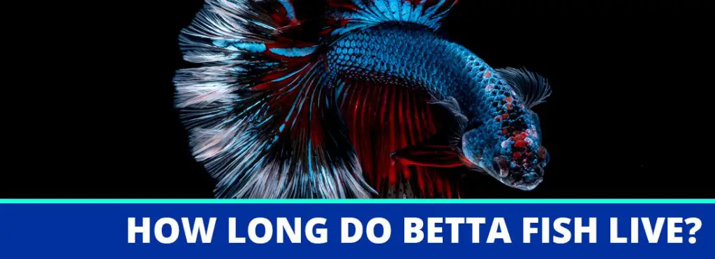 how long do betta fish live header