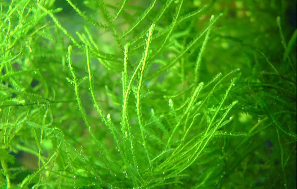java moss