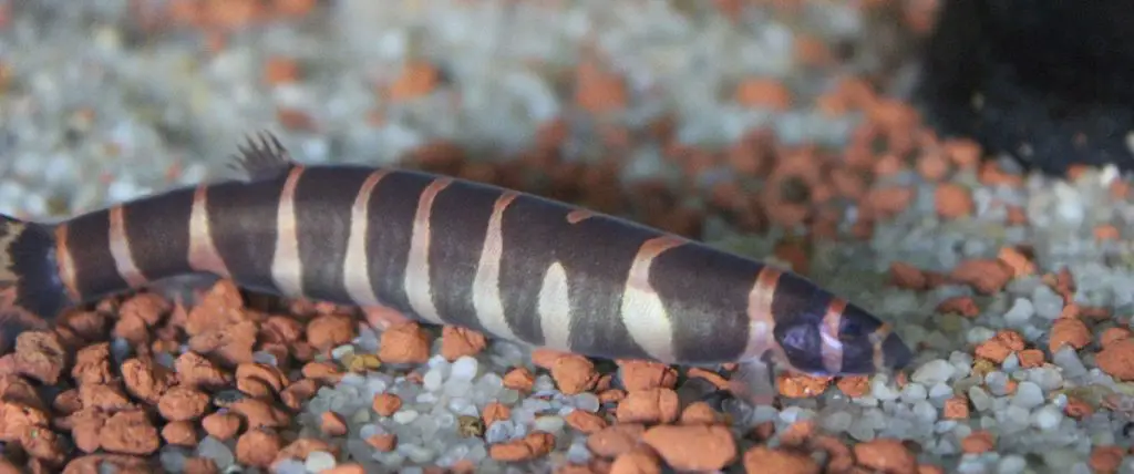 kuhli loach betta tank mate