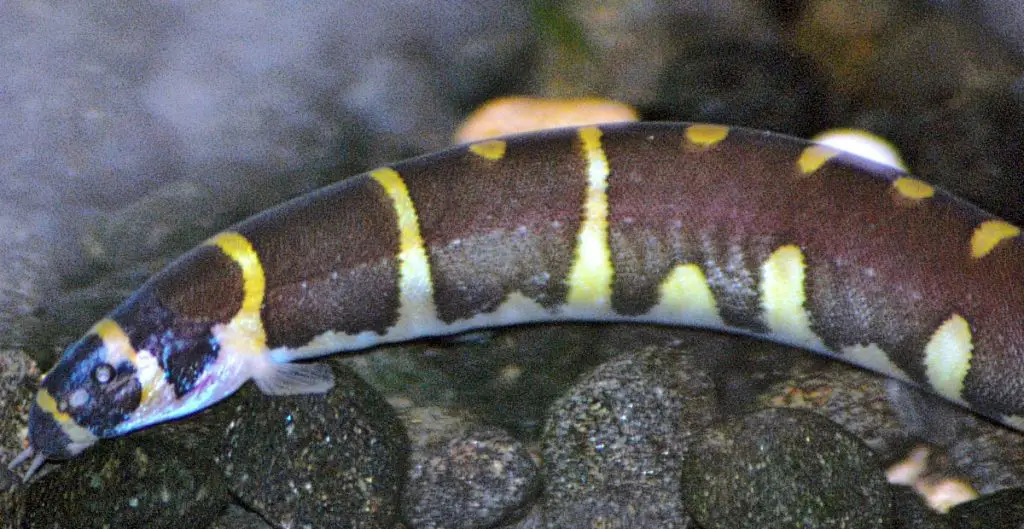 kuhli loach freshwater fish