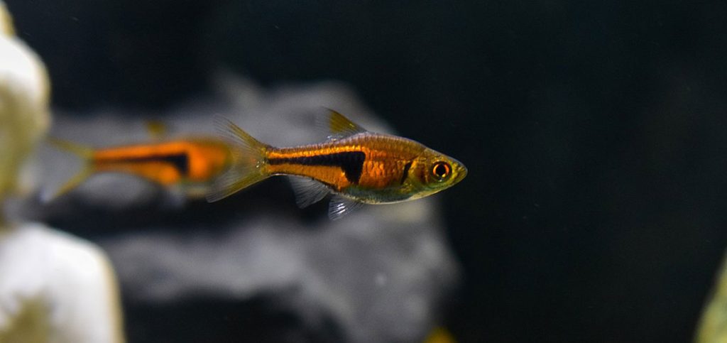 lambchop rasbora betta tank mate