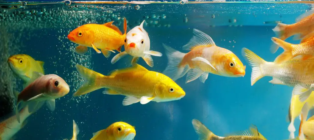 lots of goldfish in a tank with led lighting