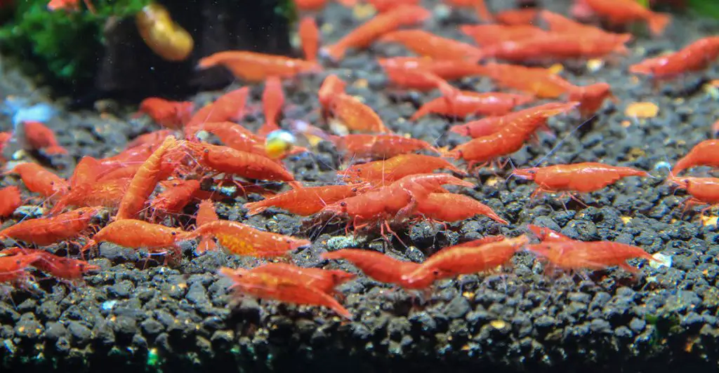 lots of red cherry shrimp