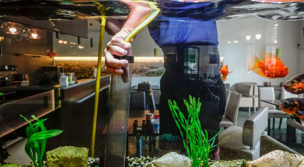 man cleaning aquarium with the best aquarium vacuum