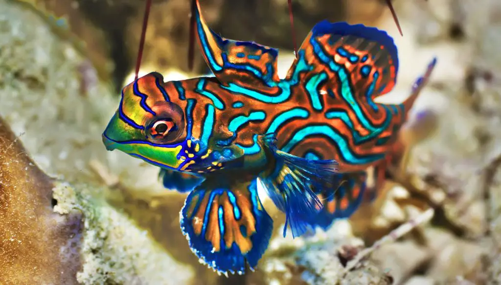 mandarin fish
