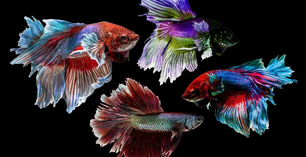 multiple colorful betta freshwater fish