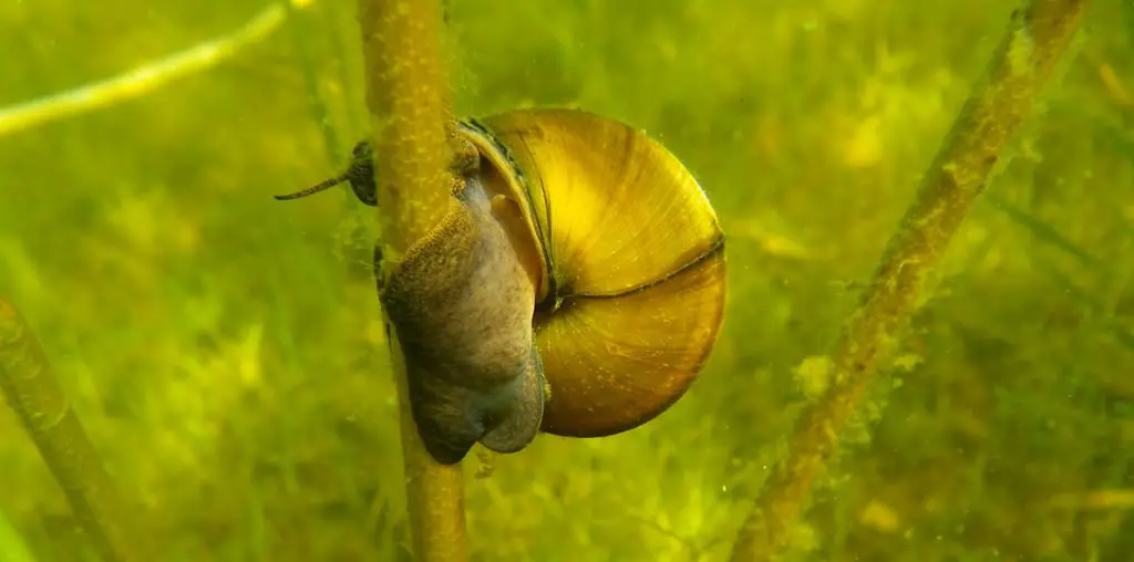 mystery snail betta tank mate