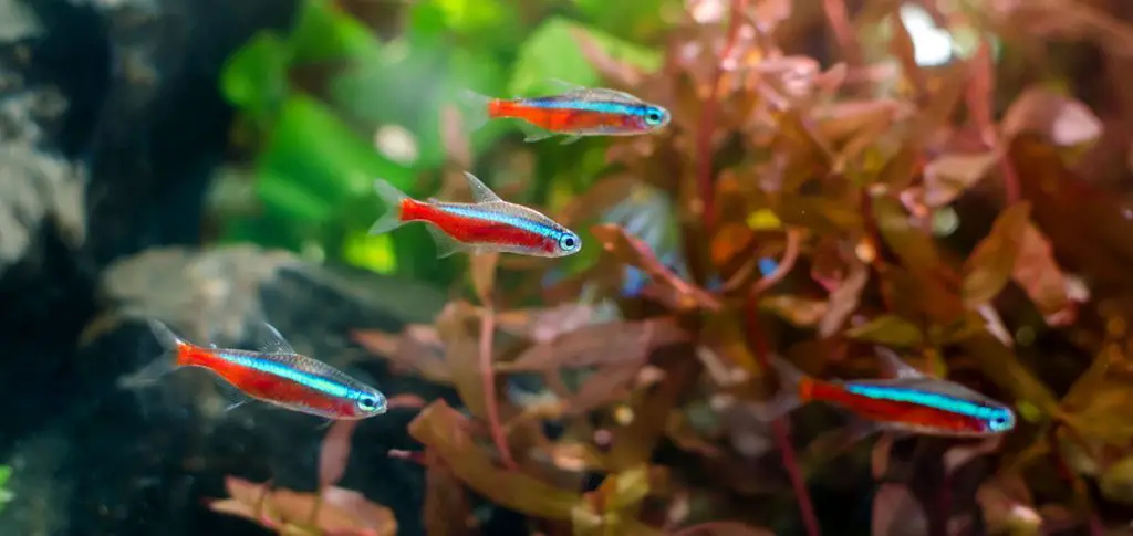 neon tetra freshwater fish