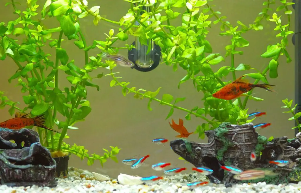 orange and blue and red fish swimming in the best fish tank