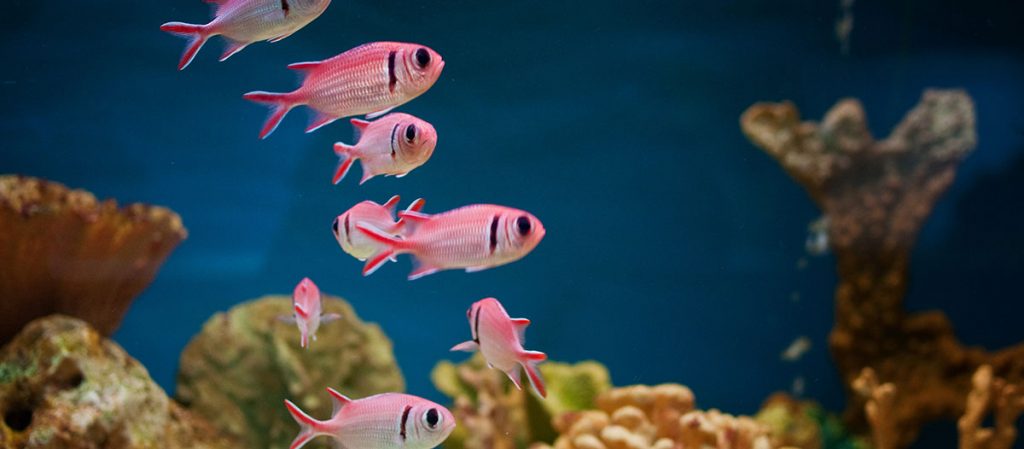 pink fish in a clean aquarium canister filter