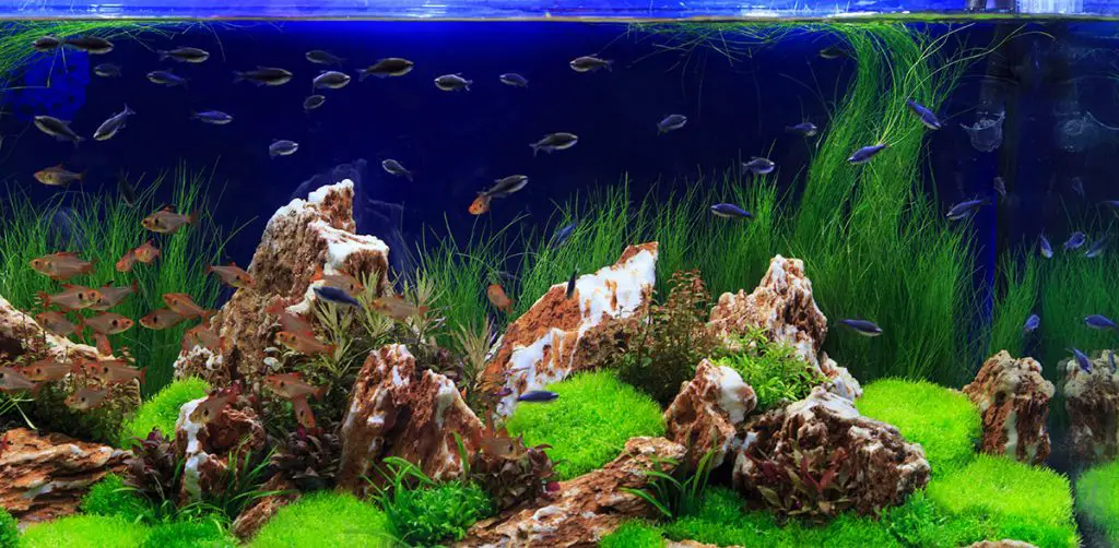 planted aquarium with blue background