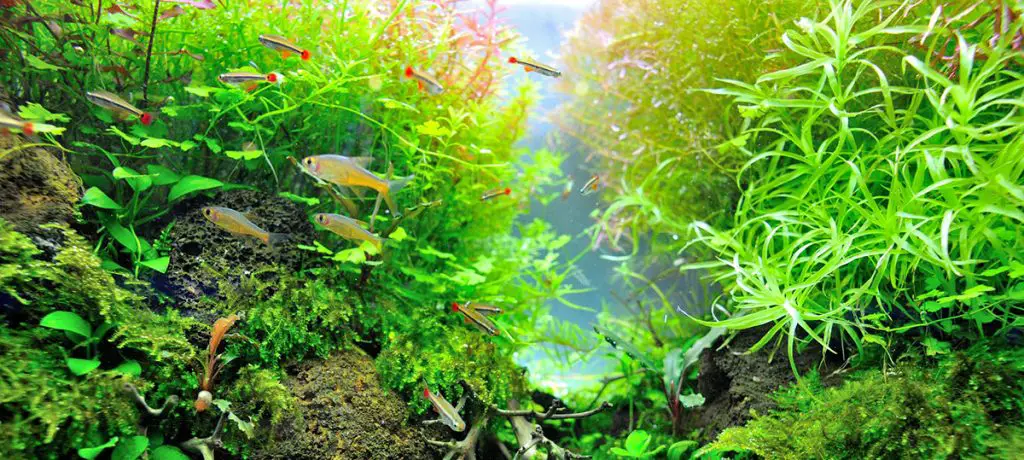 planted aquarium with the best lighting system