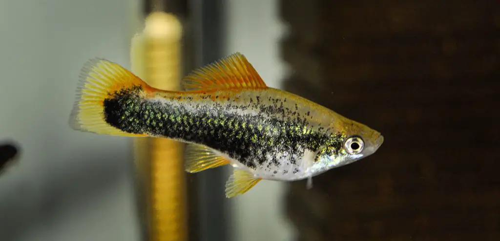 platy fish betta tank mate