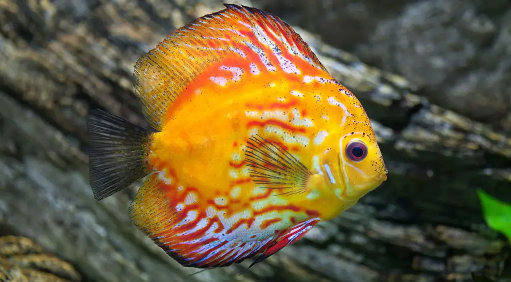 14 Most Colorful and Beautiful Aquarium Fish and How To 