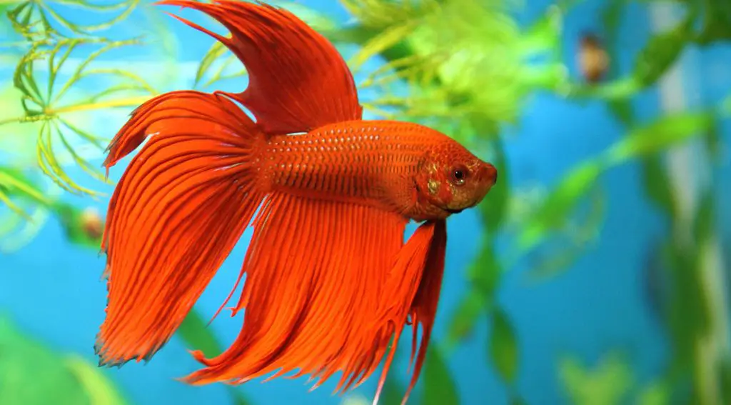 red orange betta fish in aquarium water