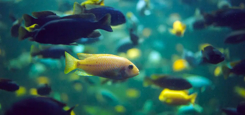 school of malawi cichlids in fish tank with led lighting