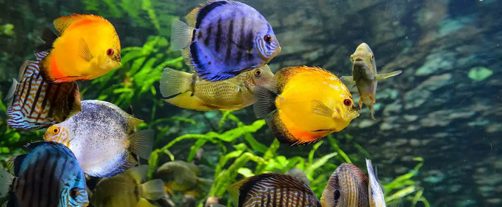 school of pet fish best aquarium air pump