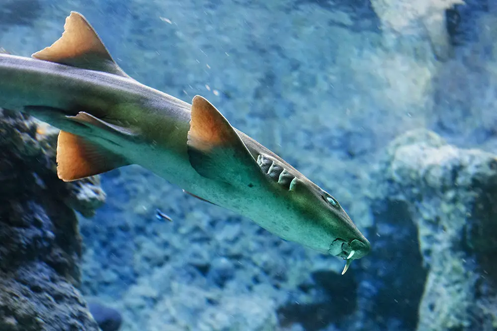 shark names brown banded bamboo shark