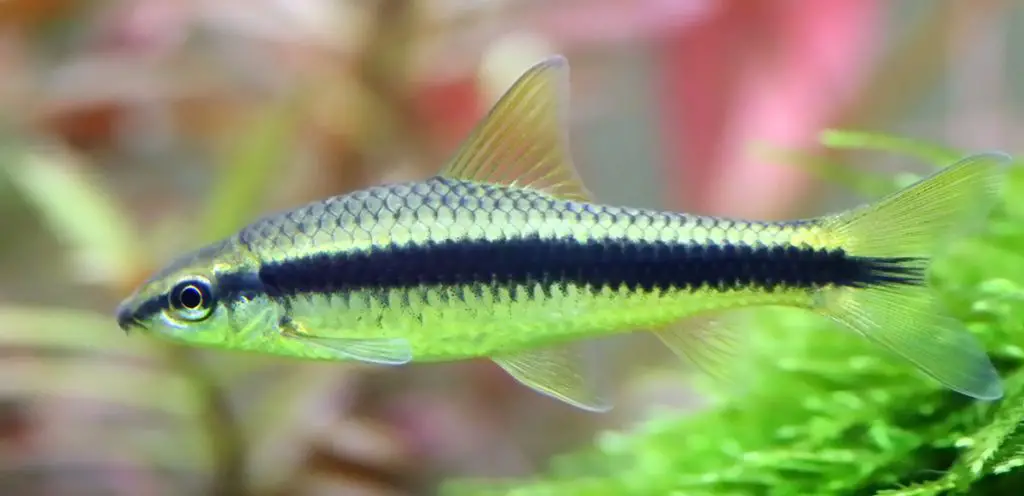 siamese algae eater betta tank mate