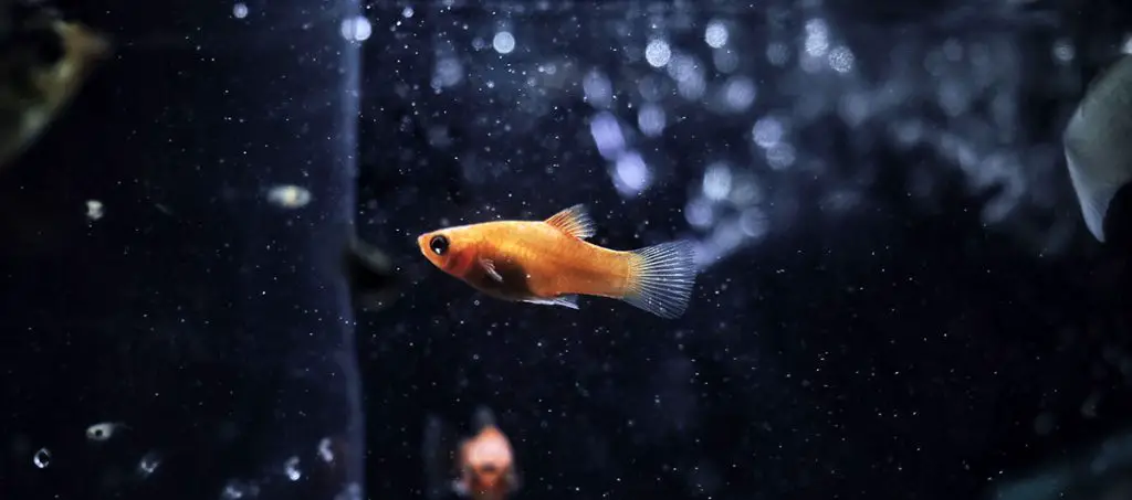 small orange guppy best aquarium air pump