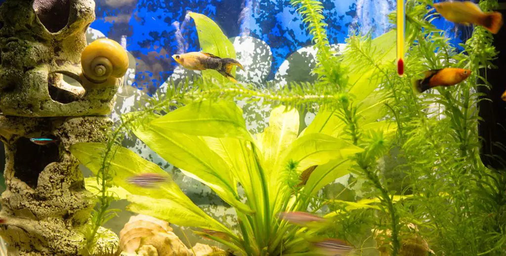 small planted tank with fish and snails best air pump