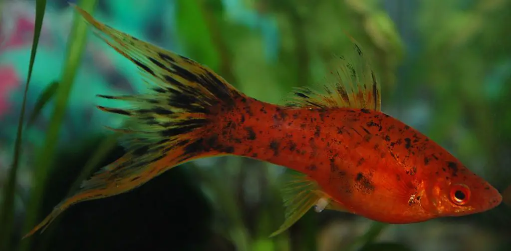 swordtail freshwater fish