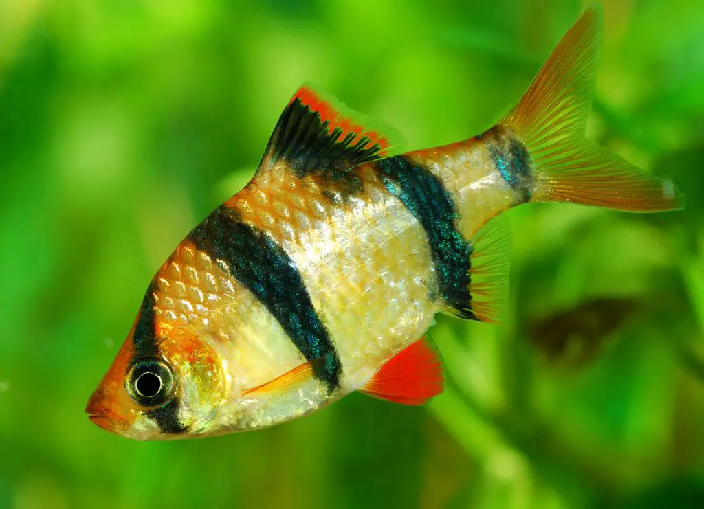 tiger barb freshwater fish