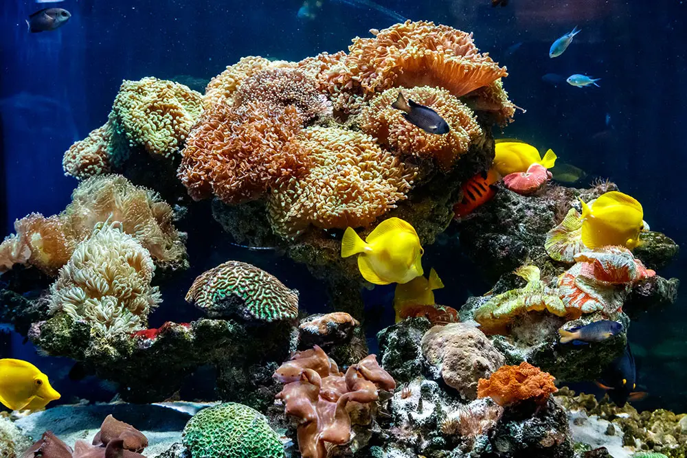 tropical fish tank hawaiian fish names