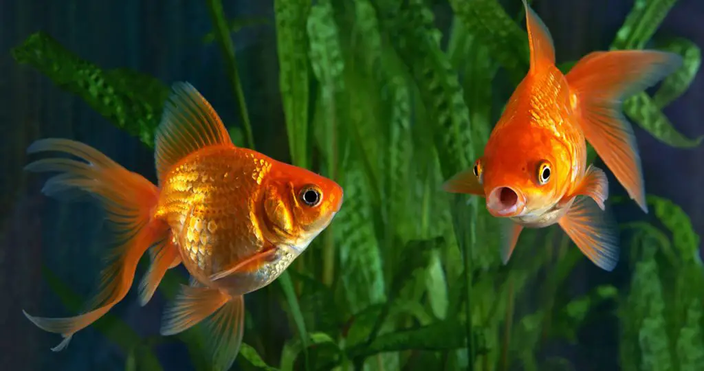 two goldfish eating best goldfish food