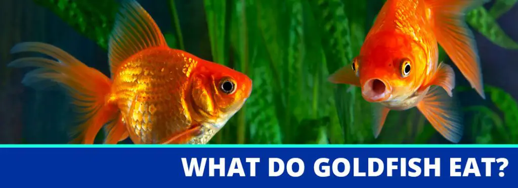 what do goldfish eat header