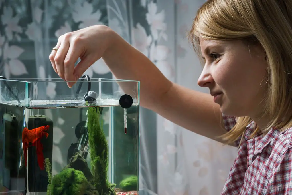 woman feeding betta in best fish tank