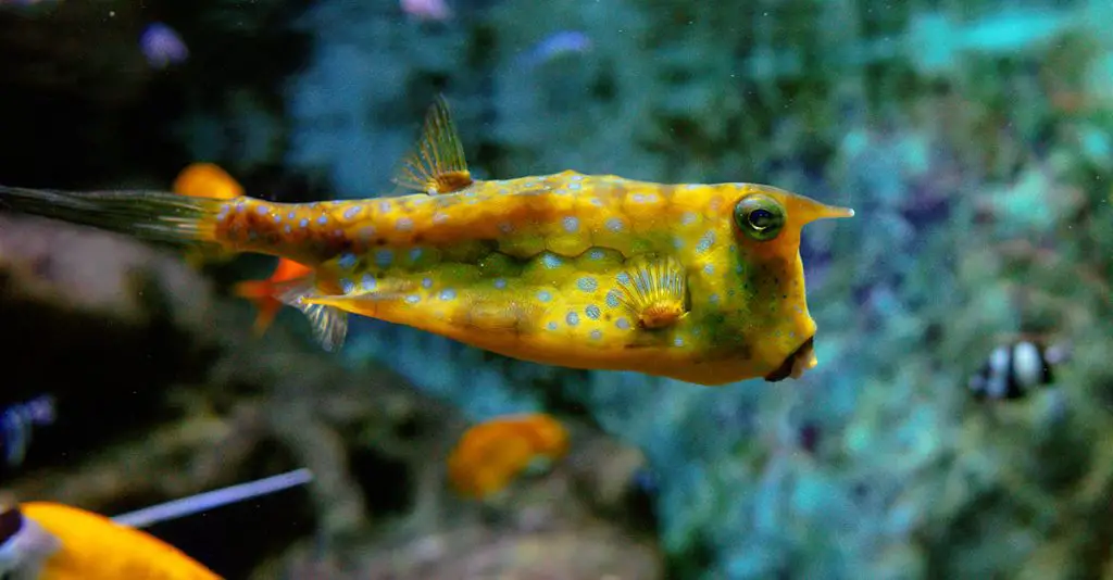 yellow tropical fish best led lighting reef tanks
