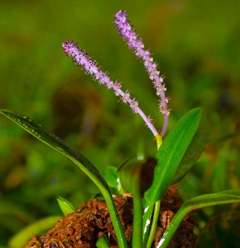 Aponogeton satarensis best low light aquarium plant