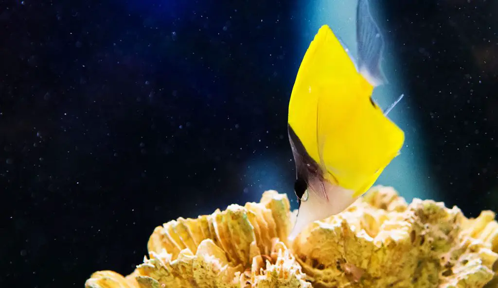 Beautiful pomacentridae saltwater aquarium fish reef salt mix