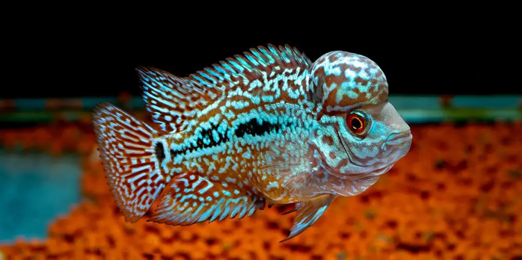 Cichlids kingkamfa in the aquarium