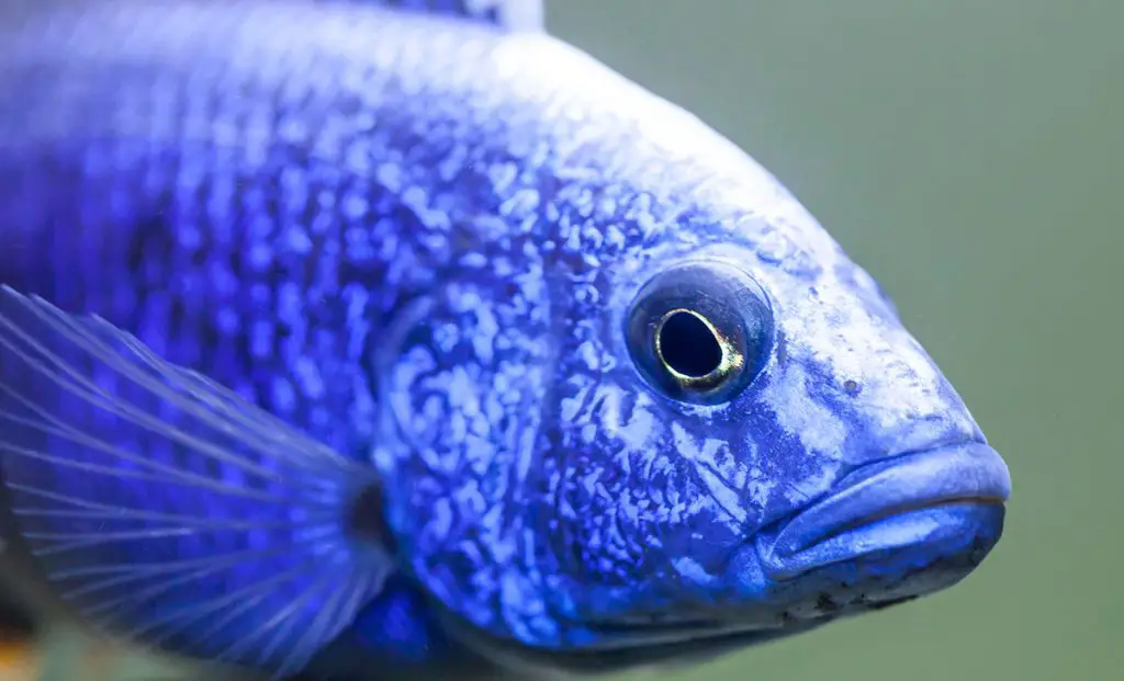Close up of Electric Blue Hap african Cichlid